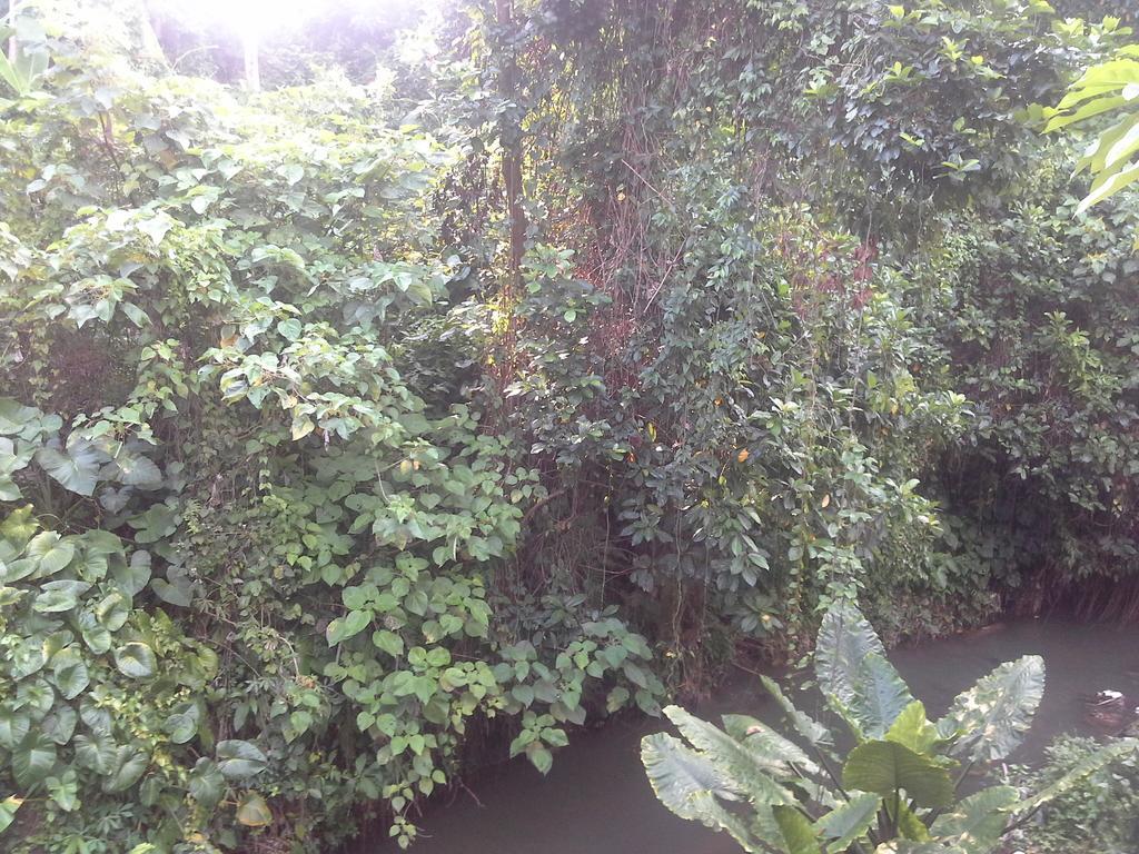 Dewi Ayu Accomodation Ubud Eksteriør bilde