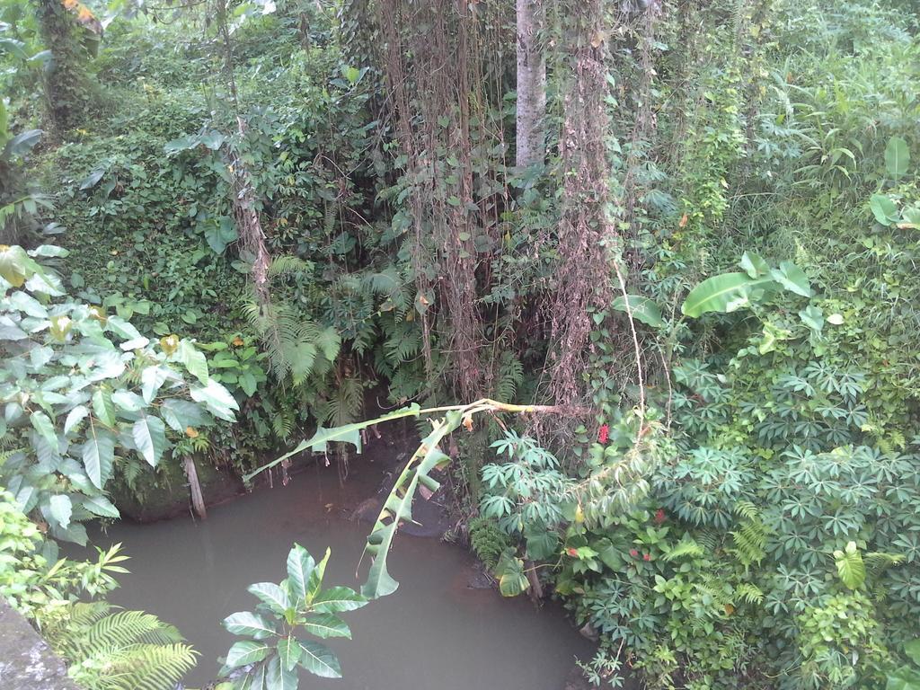 Dewi Ayu Accomodation Ubud Eksteriør bilde